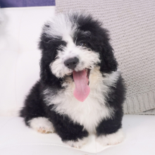 Bernedoodle Puppy Ripp