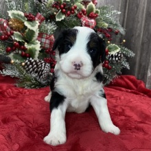 Bernedoodle Puppy Huxley