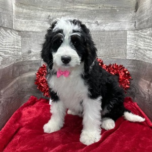 Bernedoodle Puppy Huxley