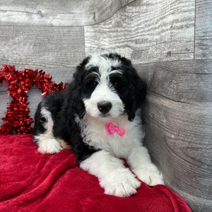 Bernedoodle Puppy Huxley