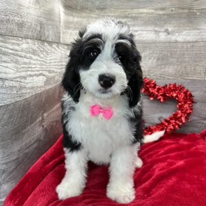 Bernedoodle Puppy Huxley