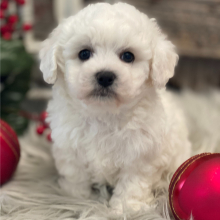 Bichon Frise Puppy Gabby