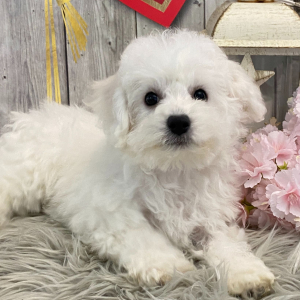 Bichon Frise Puppy Gabby