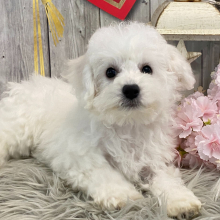 Bichon Frise Puppy Gabby