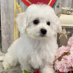 Bichon Frise Puppy Gabby