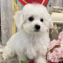 Bichon Frise Puppy Gabby