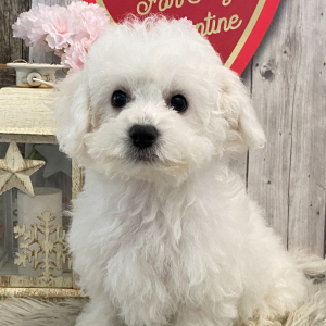Bichon Frise Puppy Gabby