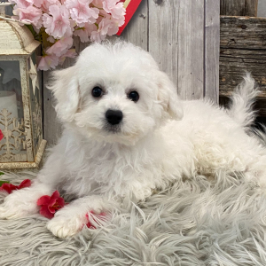 Bichon Frise Puppy Gabby