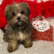 Mi-Ki Puppy Gabriel