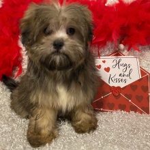 Mi-Ki Puppy Gabriel
