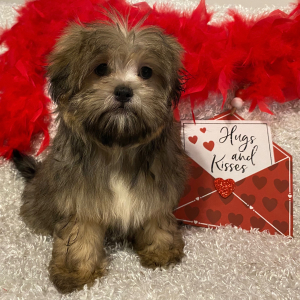 Mi-Ki Puppy Gabriel