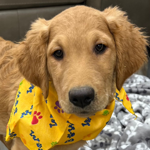 Goldendoodle Puppy King