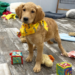 Goldendoodle Puppy King