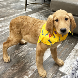 Goldendoodle Puppy King