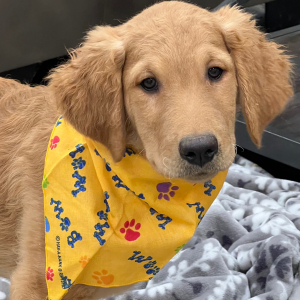 Goldendoodle Puppy King