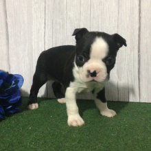 Boston Terrier Puppy Kang