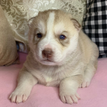 Siberian Husky Puppy Nala