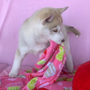 Siberian Husky Puppy Nala