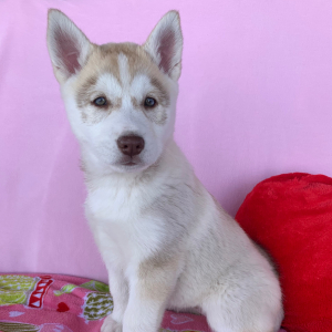 Siberian Husky Puppy Nala