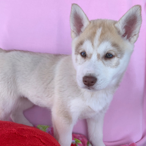 Siberian Husky Puppy Nala