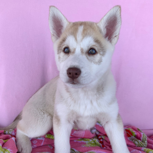 Siberian Husky Puppy Nala