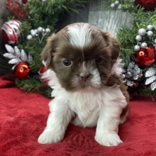Shih Tzu Puppy Abner