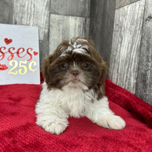 Shih Tzu Puppy Abner