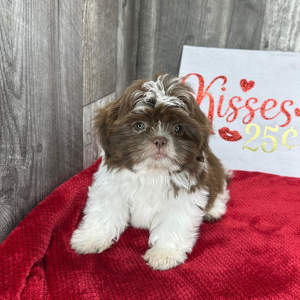 Shih Tzu Puppy Abner