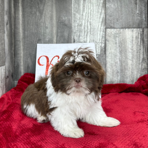 Shih Tzu Puppy Abner