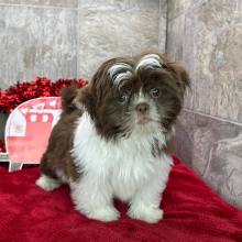 Shih Tzu Puppy Abner