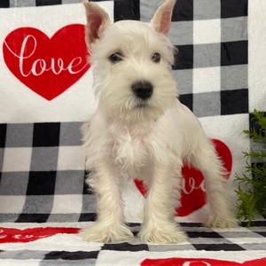 Miniature Schnauzer Puppy Ember
