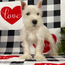 Miniature Schnauzer Puppy Ember