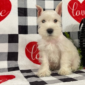 Miniature Schnauzer Puppy Ember