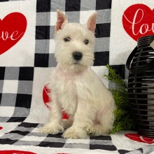 Miniature Schnauzer Puppy Ember