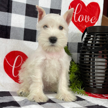 Miniature Schnauzer Puppy Ember