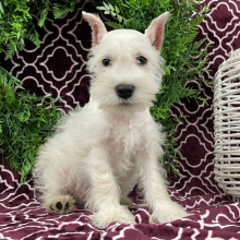 Miniature Schnauzer Puppy Ember