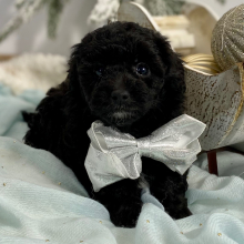 Havapoo Puppy Bosco