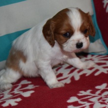 Cavalier King Charles Spaniel Puppy Kara