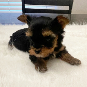 Yorkshire Terrier Puppy Otis