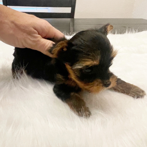 Yorkshire Terrier Puppy Otis