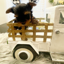 Yorkshire Terrier Puppy Otis