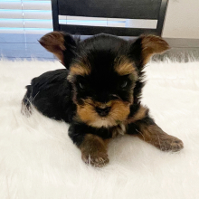 Yorkshire Terrier Puppy Otis