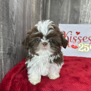 Shih Tzu Puppy Dalton