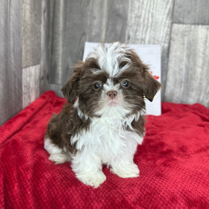 Shih Tzu Puppy Dalton