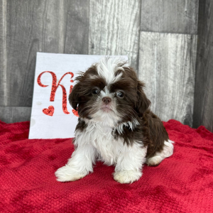 Shih Tzu Puppy Dalton
