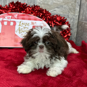 Shih Tzu Puppy Dalton