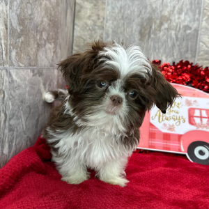 Shih Tzu Puppy Dalton