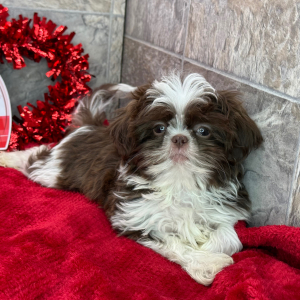 Shih Tzu Puppy Dalton