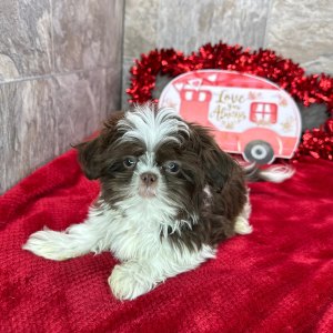 Shih Tzu Puppy Dalton