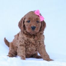Goldendoodle Puppy Oriole